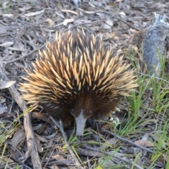 Tachyglossus aculeatus (Short-beaked Echidna) at Yass River, NSW - 27 Oct 2021 by 120Acres