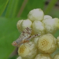 Tephritidae sp. (family) (Unidentified Fruit or Seed fly) at Isabella Pond - 3 Nov 2021 by JanetRussell