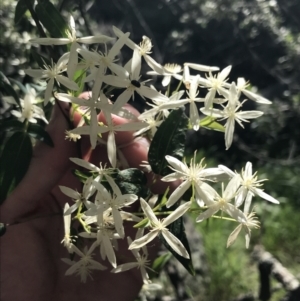 Clematis glycinoides at Bungonia, NSW - 31 Oct 2021