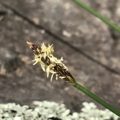 Eleocharis sp. (Spike-rush) at Bungonia, NSW - 31 Oct 2021 by Tapirlord