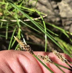 Eleocharis sp. at Bungonia, NSW - 31 Oct 2021 02:51 PM