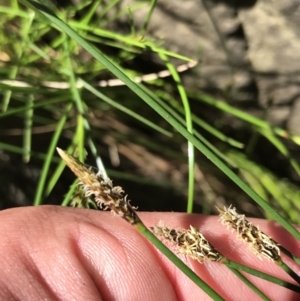 Eleocharis sp. at Bungonia, NSW - 31 Oct 2021