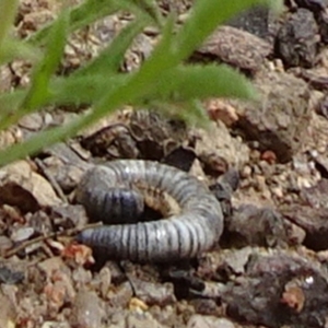 Ommatoiulus moreleti at Monash, ACT - 3 Nov 2021 12:43 PM