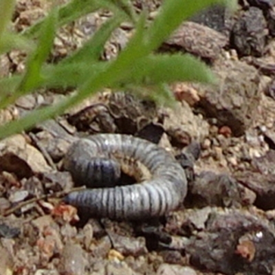 Ommatoiulus moreleti (Portuguese Millipede) at Isabella Pond - 3 Nov 2021 by JanetRussell