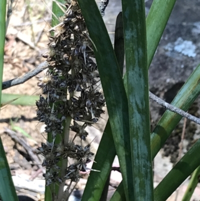 Lomandra longifolia (Spiny-headed Mat-rush, Honey Reed) at Bungonia, NSW - 31 Oct 2021 by Tapirlord