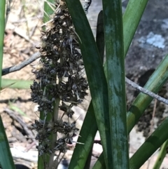 Lomandra longifolia (Spiny-headed Mat-rush, Honey Reed) at Bungonia, NSW - 31 Oct 2021 by Tapirlord