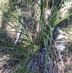 Lomandra longifolia at Bungonia, NSW - 31 Oct 2021