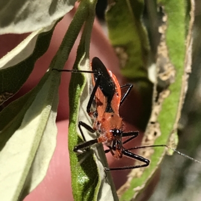Gminatus australis (Orange assassin bug) at Bungonia, NSW - 31 Oct 2021 by Tapirlord