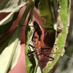Gminatus australis (Orange assassin bug) at Bungonia, NSW - 31 Oct 2021 by Tapirlord