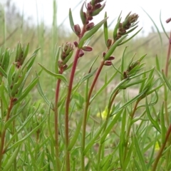 Haloragis heterophylla (Variable Raspwort) at Isabella Pond - 3 Nov 2021 by JanetRussell