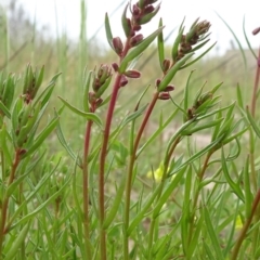 Haloragis heterophylla (Variable raspwort) at Monash Grassland - 3 Nov 2021 by JanetRussell
