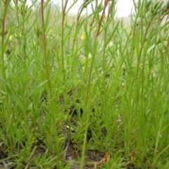 Haloragis heterophylla at Monash, ACT - 3 Nov 2021 01:55 PM