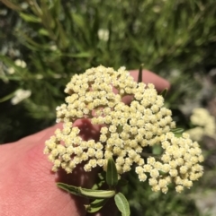 Ozothamnus argophyllus (Spicy Everlasting) at Bungonia State Conservation Area - 31 Oct 2021 by Tapirlord