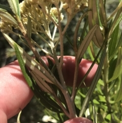 Ozothamnus argophyllus at Bungonia, NSW - 31 Oct 2021 03:01 PM