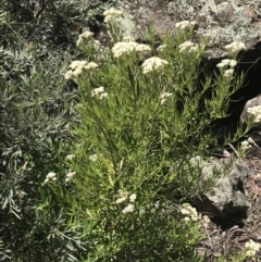 Ozothamnus argophyllus at Bungonia, NSW - 31 Oct 2021 03:01 PM