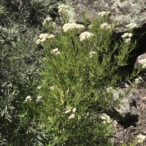 Ozothamnus argophyllus at Bungonia, NSW - 31 Oct 2021