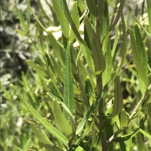 Ozothamnus argophyllus at Bungonia, NSW - 31 Oct 2021