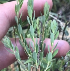 Brachyloma daphnoides (Daphne Heath) at Bungonia, NSW - 31 Oct 2021 by Tapirlord