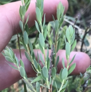 Brachyloma daphnoides at Bungonia, NSW - 31 Oct 2021