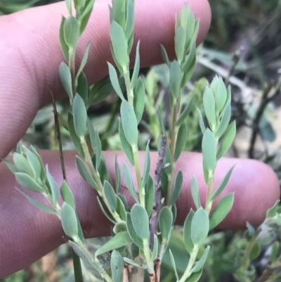 Brachyloma daphnoides (Daphne Heath) at Bungonia, NSW - 31 Oct 2021 by Tapirlord