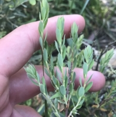 Brachyloma daphnoides at Bungonia, NSW - 31 Oct 2021