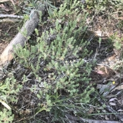 Brachyloma daphnoides at Bungonia, NSW - 31 Oct 2021