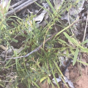 Daviesia genistifolia at Bungonia, NSW - 31 Oct 2021