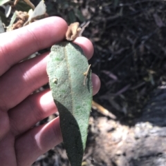 Lasiopetalum macrophyllum (Shrubby Velvet-Bush) at Bungonia, NSW - 31 Oct 2021 by Tapirlord