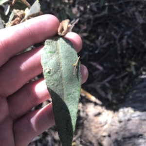 Lasiopetalum macrophyllum at Bungonia, NSW - 31 Oct 2021