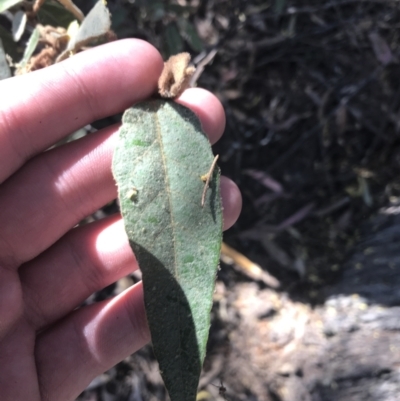 Lasiopetalum macrophyllum (Shrubby Velvet-Bush) at Bungonia, NSW - 31 Oct 2021 by Tapirlord