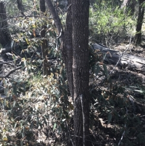 Lasiopetalum macrophyllum at Bungonia, NSW - 31 Oct 2021