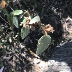 Lasiopetalum macrophyllum at Bungonia, NSW - 31 Oct 2021