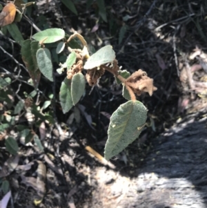 Lasiopetalum macrophyllum at Bungonia, NSW - 31 Oct 2021