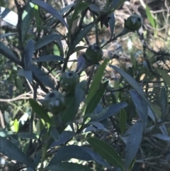 Beyeria viscosa at Bungonia, NSW - 31 Oct 2021
