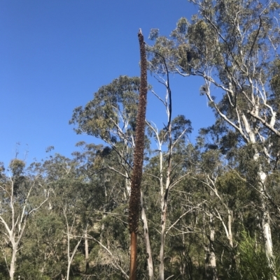 Xanthorrhoea glauca subsp. angustifolia (Grey Grass-tree) at Bungonia National Park - 31 Oct 2021 by Tapirlord