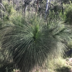 Xanthorrhoea glauca subsp. angustifolia at Bungonia, NSW - 31 Oct 2021