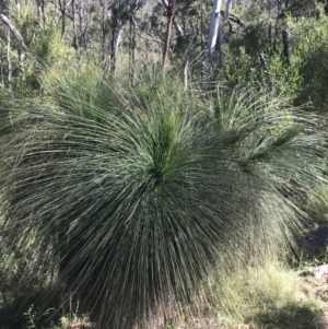 Xanthorrhoea glauca subsp. angustifolia at Bungonia, NSW - 31 Oct 2021