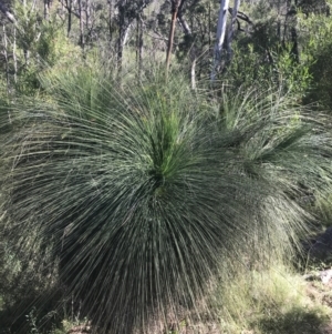 Xanthorrhoea glauca subsp. angustifolia at Bungonia, NSW - 31 Oct 2021