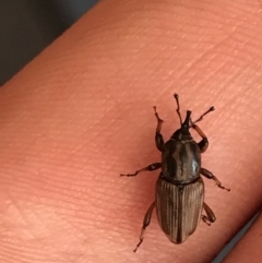 Sphenophorus brunnipennis (La Plata weevil) at Lyneham, ACT - 2 Nov 2021 by Tapirlord