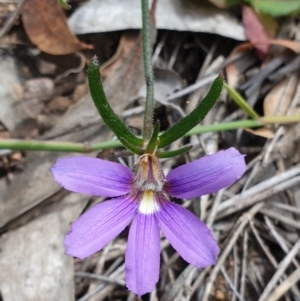 Scaevola ramosissima at Cabbage Tree Creek, VIC - 3 Nov 2021