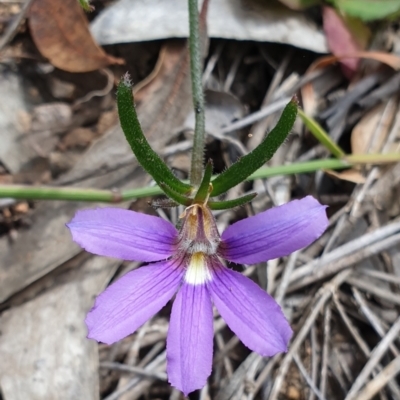 Scaevola ramosissima (Hairy Fan-flower) at Cabbage Tree Creek, VIC - 3 Nov 2021 by drakes