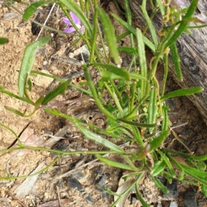 Scaevola ramosissima at Cabbage Tree Creek, VIC - 3 Nov 2021