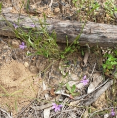 Scaevola ramosissima at Cabbage Tree Creek, VIC - 3 Nov 2021