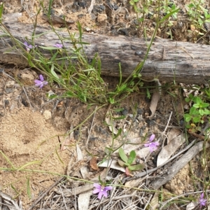 Scaevola ramosissima at Cabbage Tree Creek, VIC - 3 Nov 2021