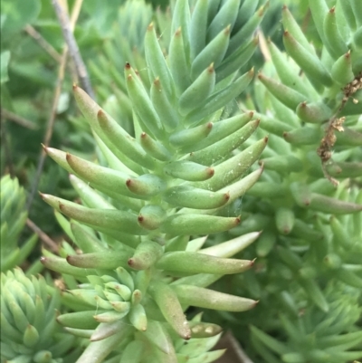 Sedum sediforme (Pale Stonecrop) at O'Connor, ACT - 2 Nov 2021 by Tapirlord