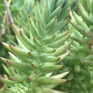 Sedum sediforme at O'Connor, ACT - 2 Nov 2021