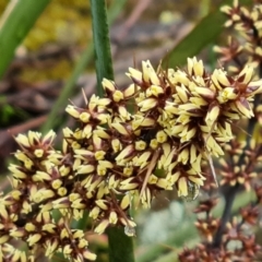 Lomandra longifolia (Spiny-headed Mat-rush, Honey Reed) at Isaacs Ridge and Nearby - 5 Nov 2021 by Mike