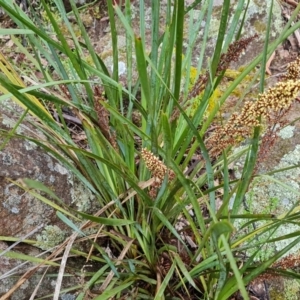 Lomandra longifolia at Isaacs, ACT - 5 Nov 2021