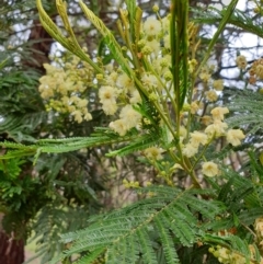 Acacia mearnsii (Black Wattle) at Newmerella, VIC - 5 Nov 2021 by drakes