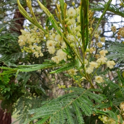 Acacia mearnsii (Black Wattle) at Newmerella, VIC - 5 Nov 2021 by drakes